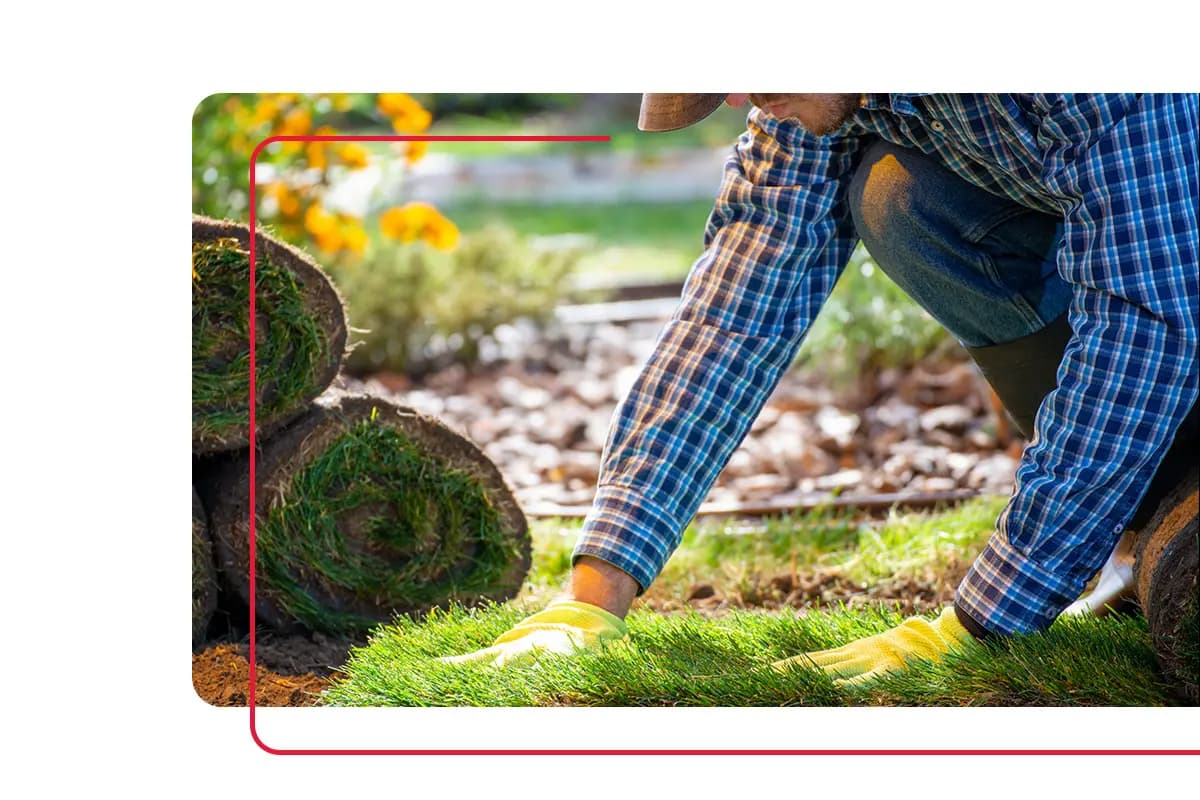 Landscaping contractor plants a roll of sod outside of a home